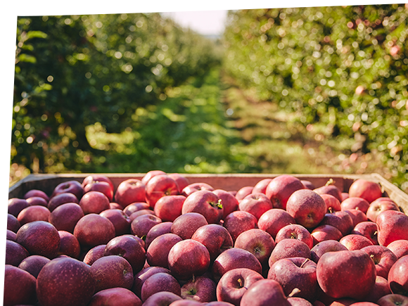 Gerber duurzaam appels