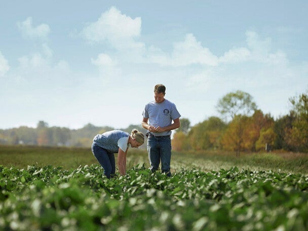 Man and woman on the vegetable field Man and woman on the vegetable field