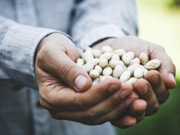 Seeds in man's palms