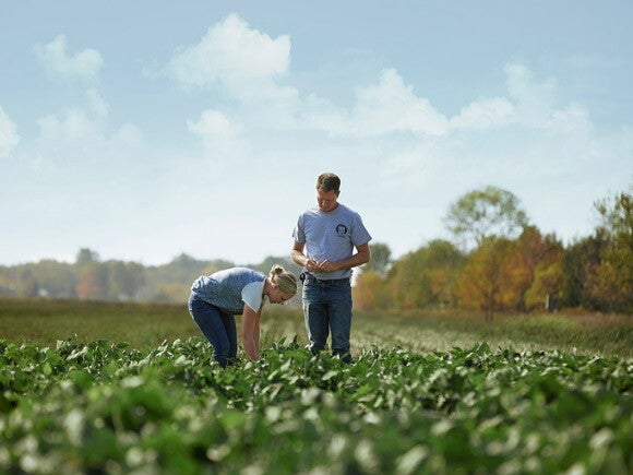 Man and woman on the vegetable field
