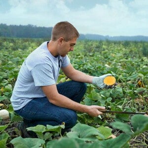 Plantaardige babyvoeding